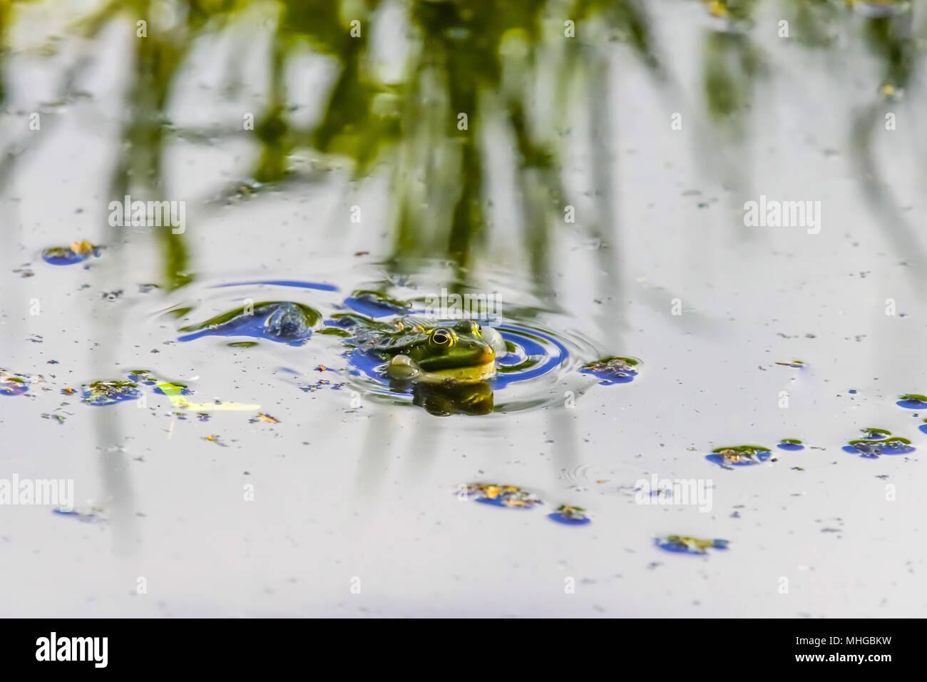 Edible frog (Pelophylax kl. esculentus), Lange Erlen, Riehen, Basel-Stadt Canton, Switzerland. Stock Photo