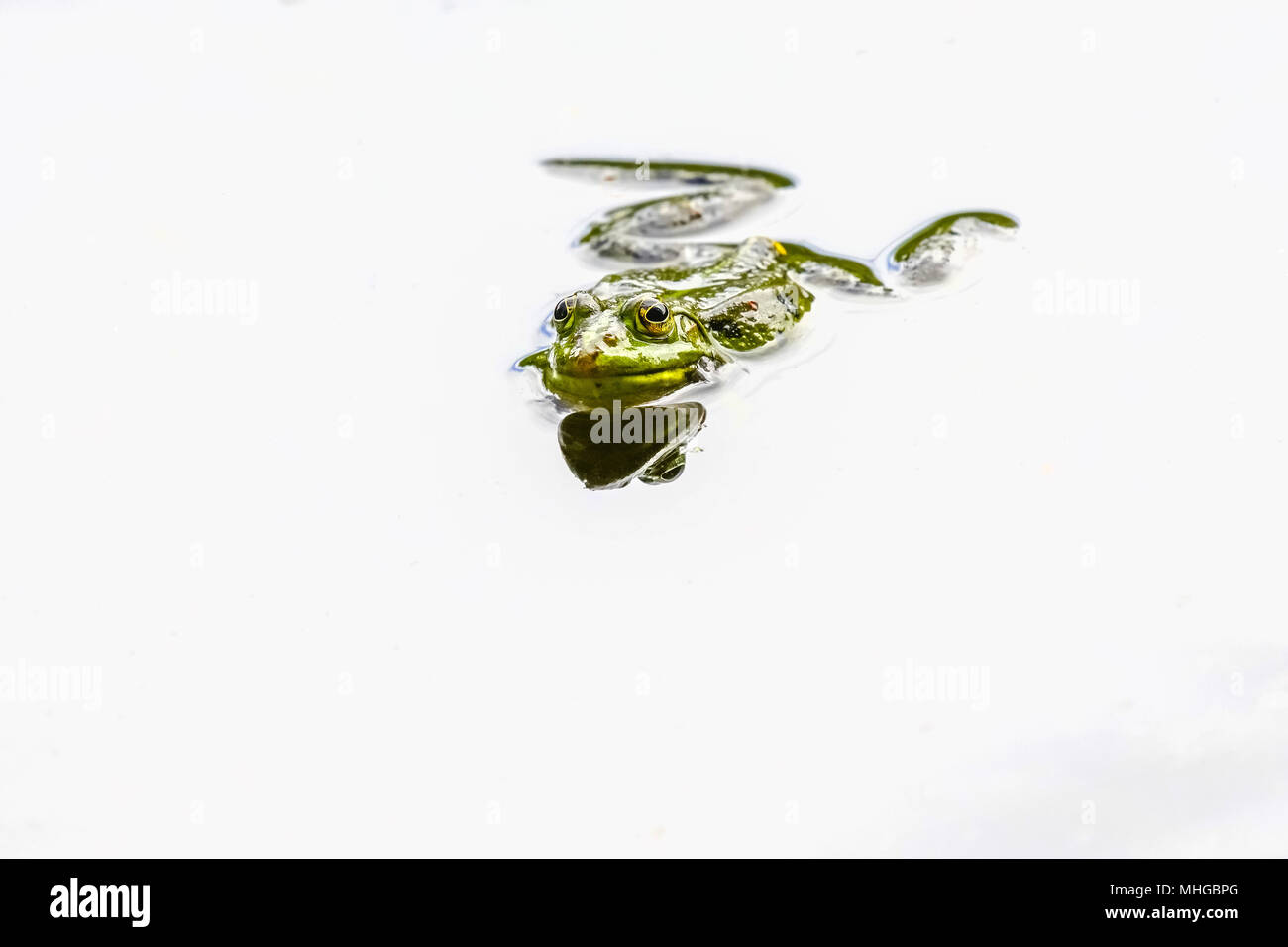Edible frog (Pelophylax kl. esculentus), Lange Erlen, Riehen, Basel-Stadt Canton, Switzerland. Stock Photo