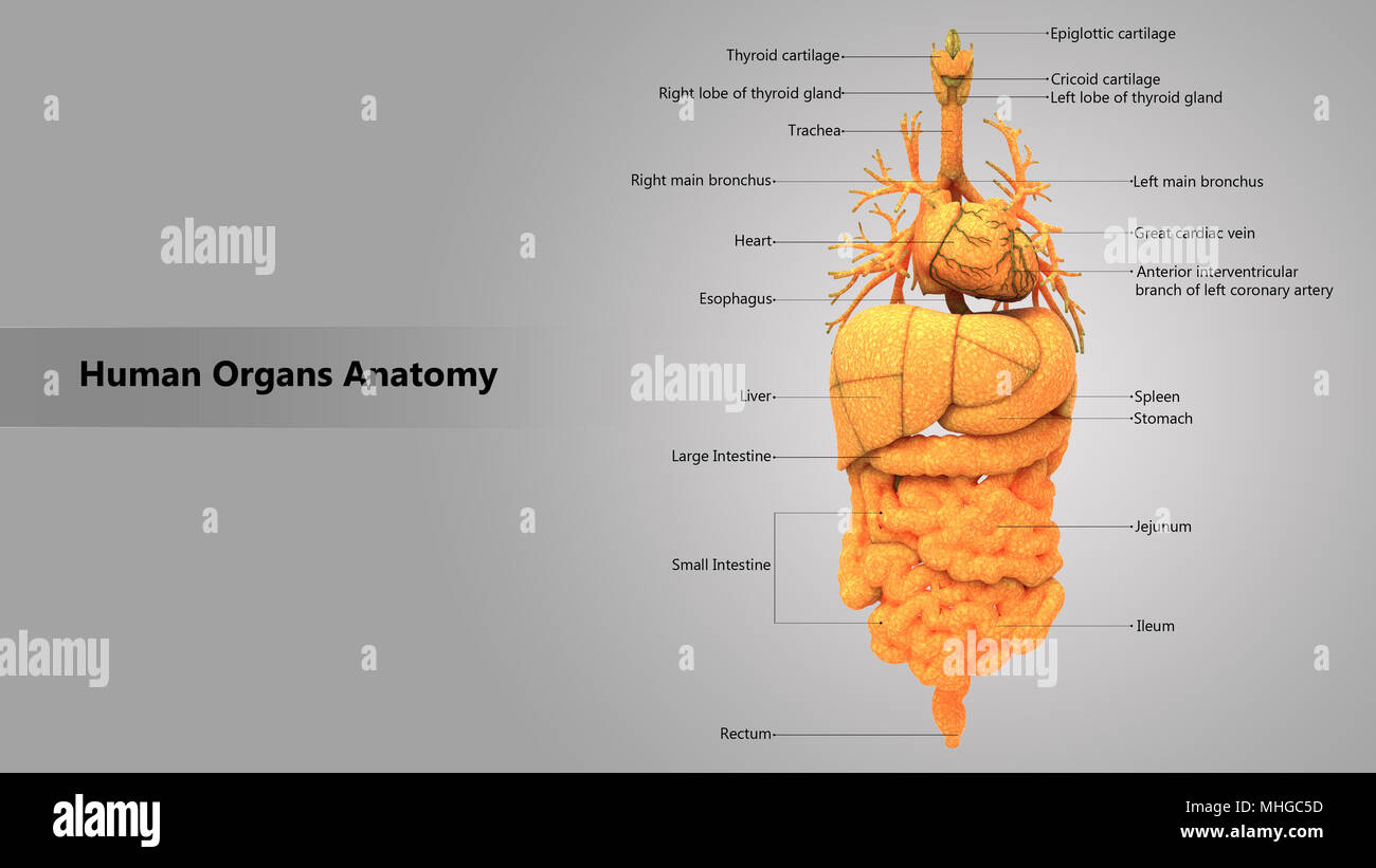 Human Body Internal Organs With Label Design Anatomy