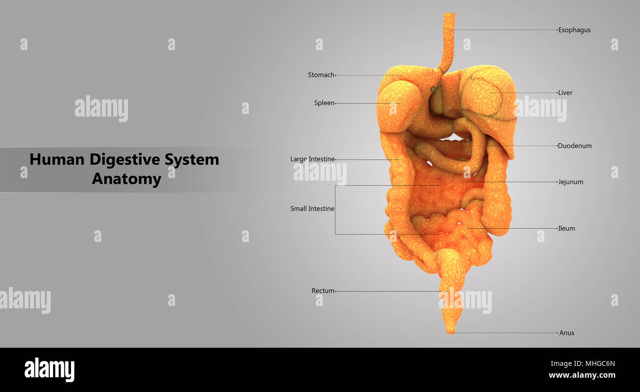 Human Digestive System Large and Small Intestine with Label Design ...