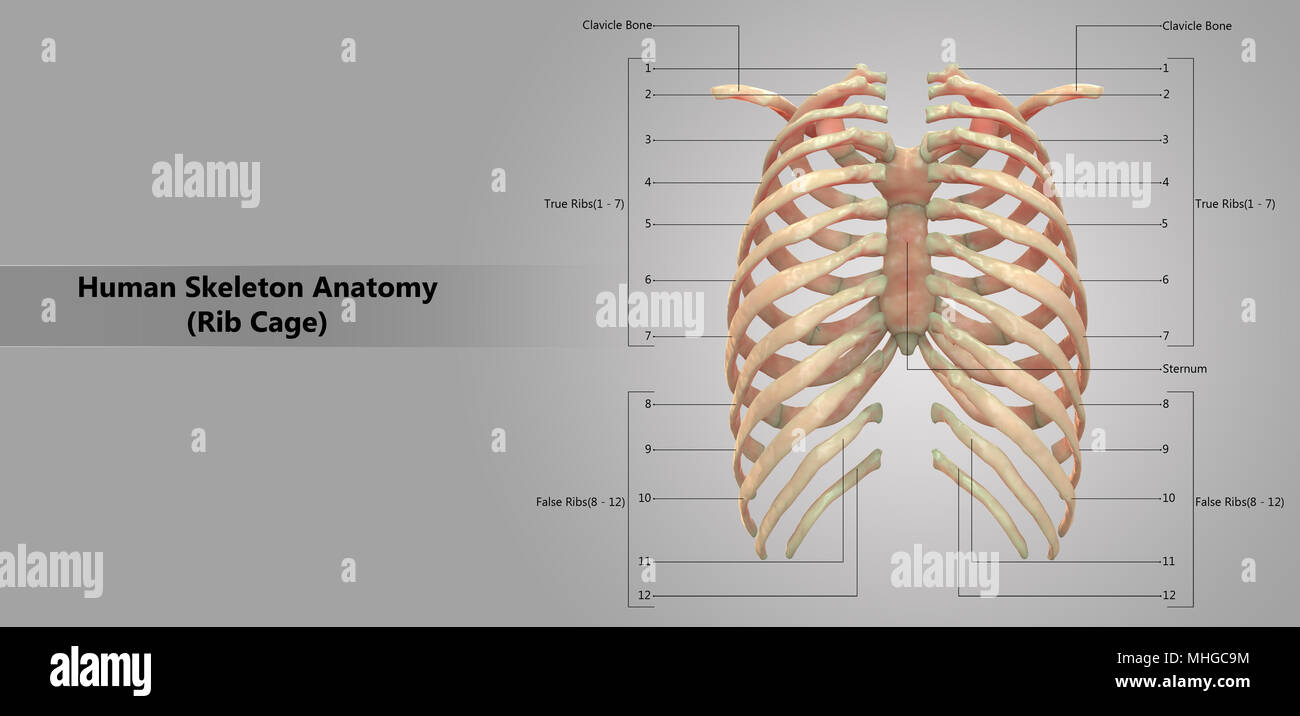 Rib Cartilage High Resolution Stock Photography And Images Alamy