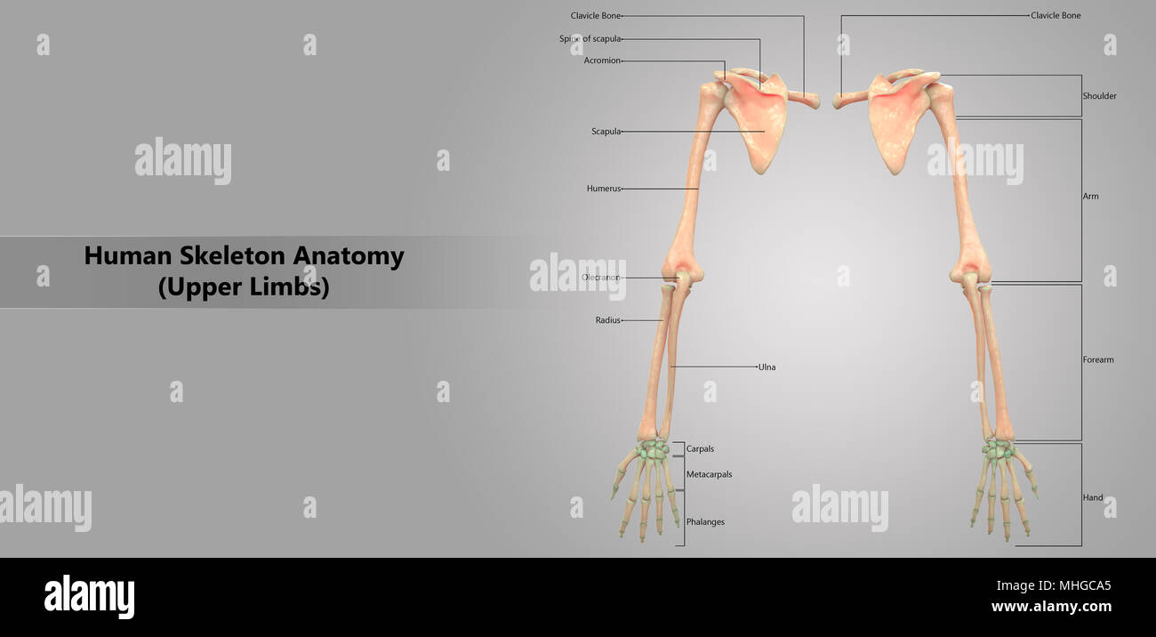 Human Skeleton System Upper Limbs with Label Design Anatomy Posterior View Stock Photo