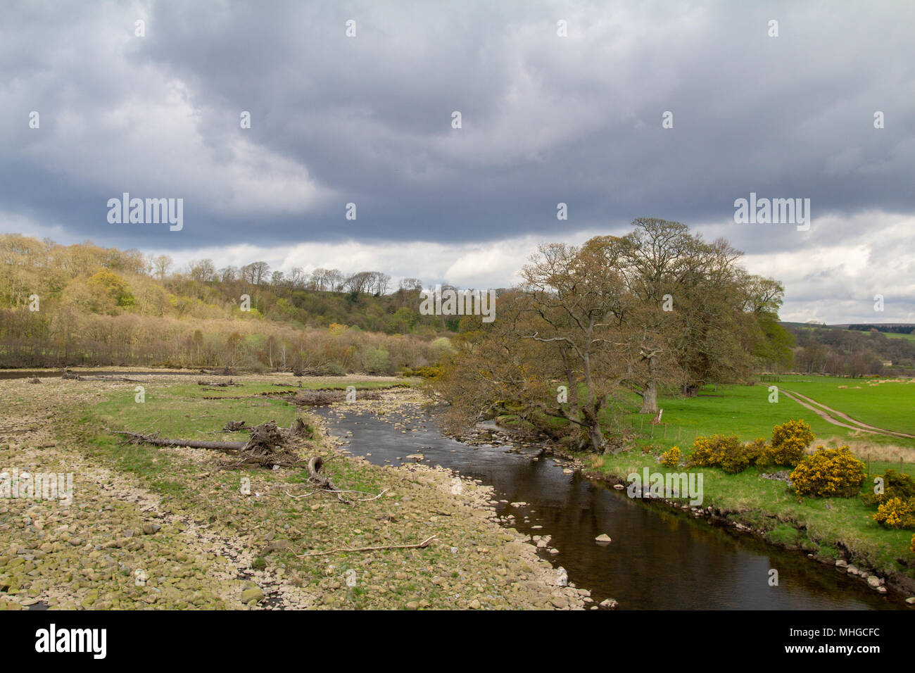 Low river level and washed up trees on River South Tyne Stock Photo