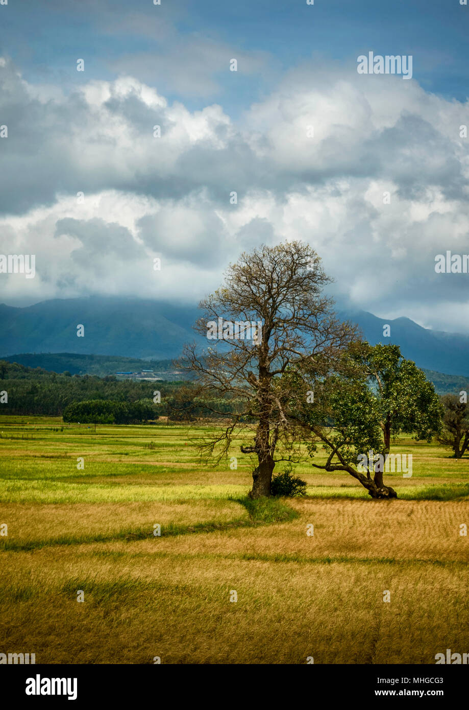 Tree in the middle of a field with mountains in the backdrop Stock Photo