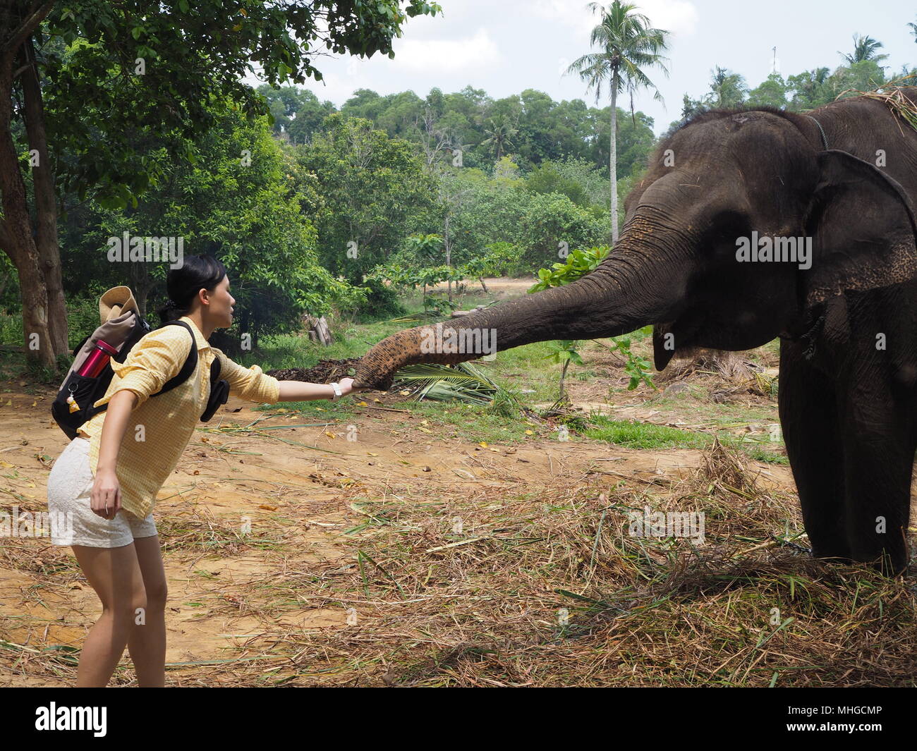 Feeding the Elephant Stock Photo - Alamy