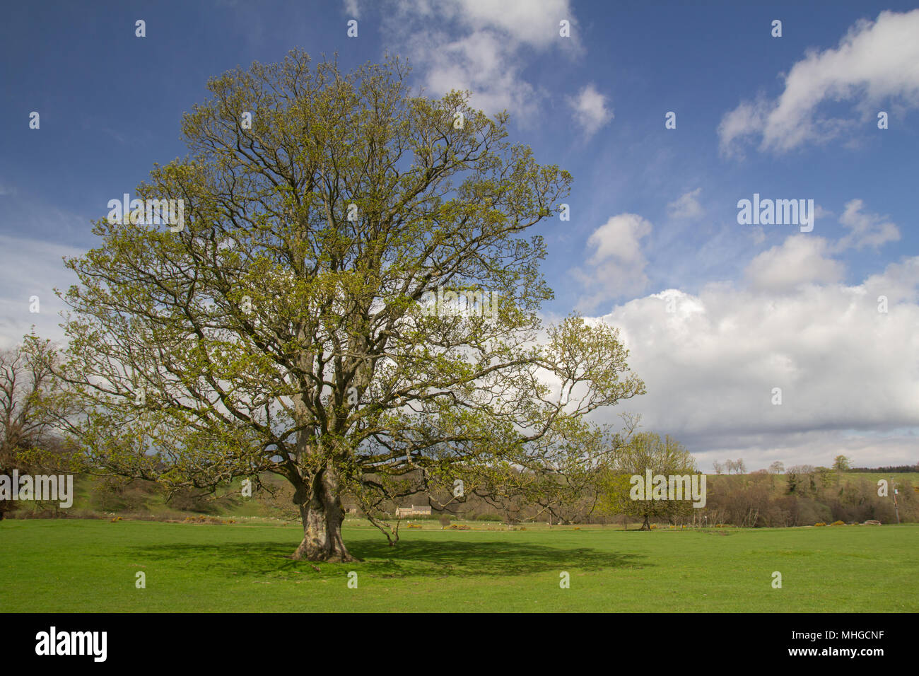 large sycamore tree Stock Photo Alamy