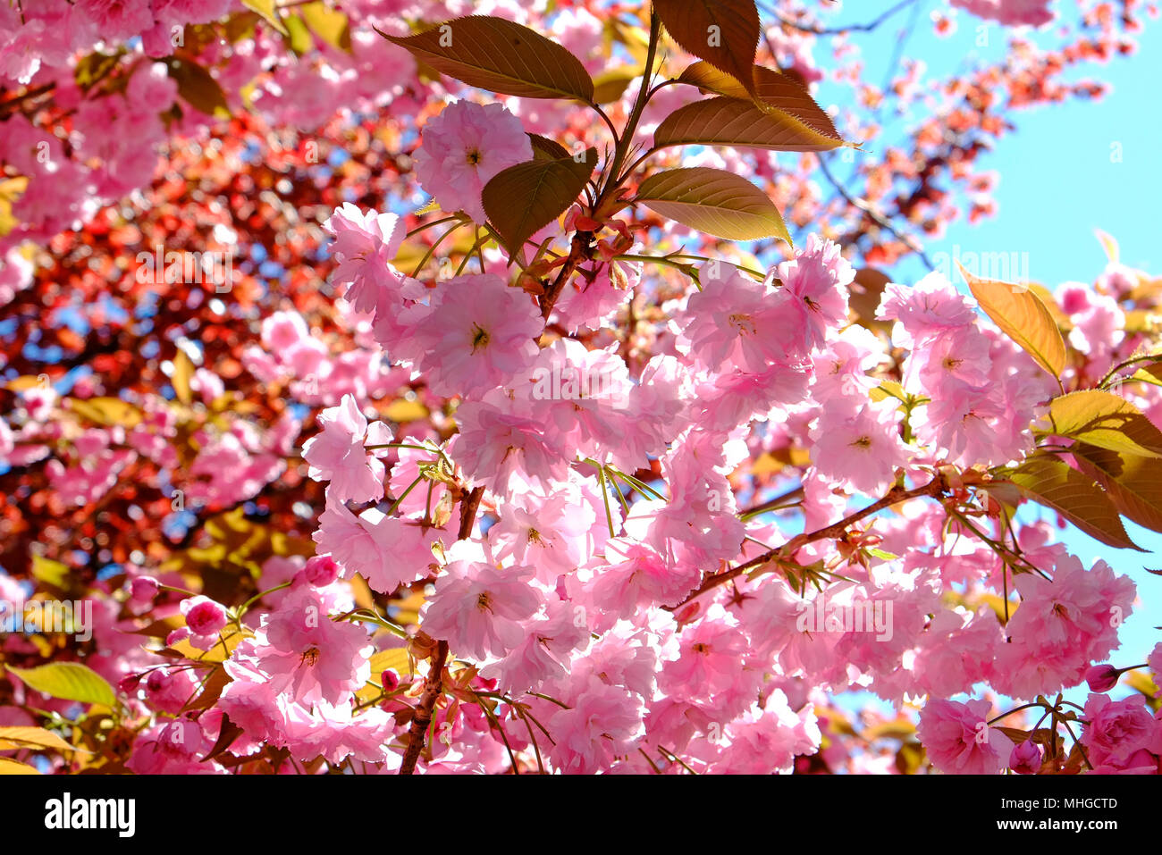 flowering pink cherry blossom, norfolk, england Stock Photo