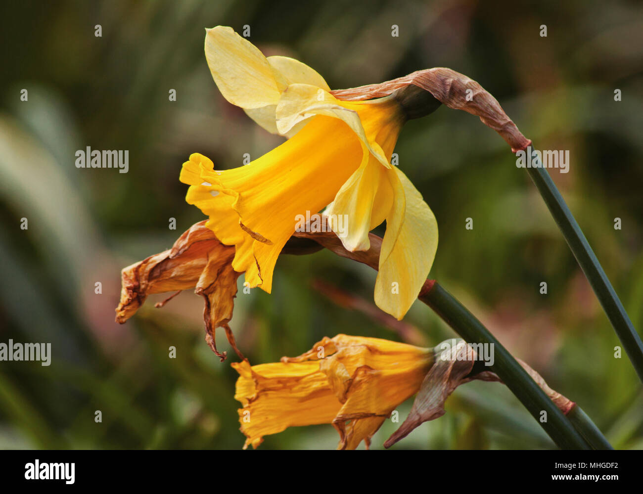 Dying plant stages hires stock photography and images Alamy