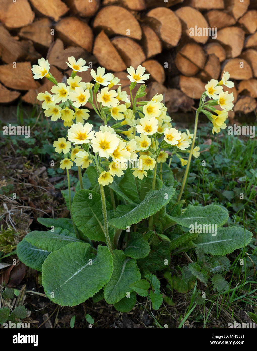 Oxlips in front of a woodpile Stock Photo