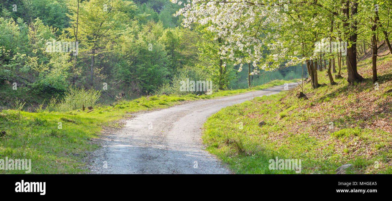 The forest way and the flowery cherry-tree in Little Carpathian hills - Slovakia Stock Photo
