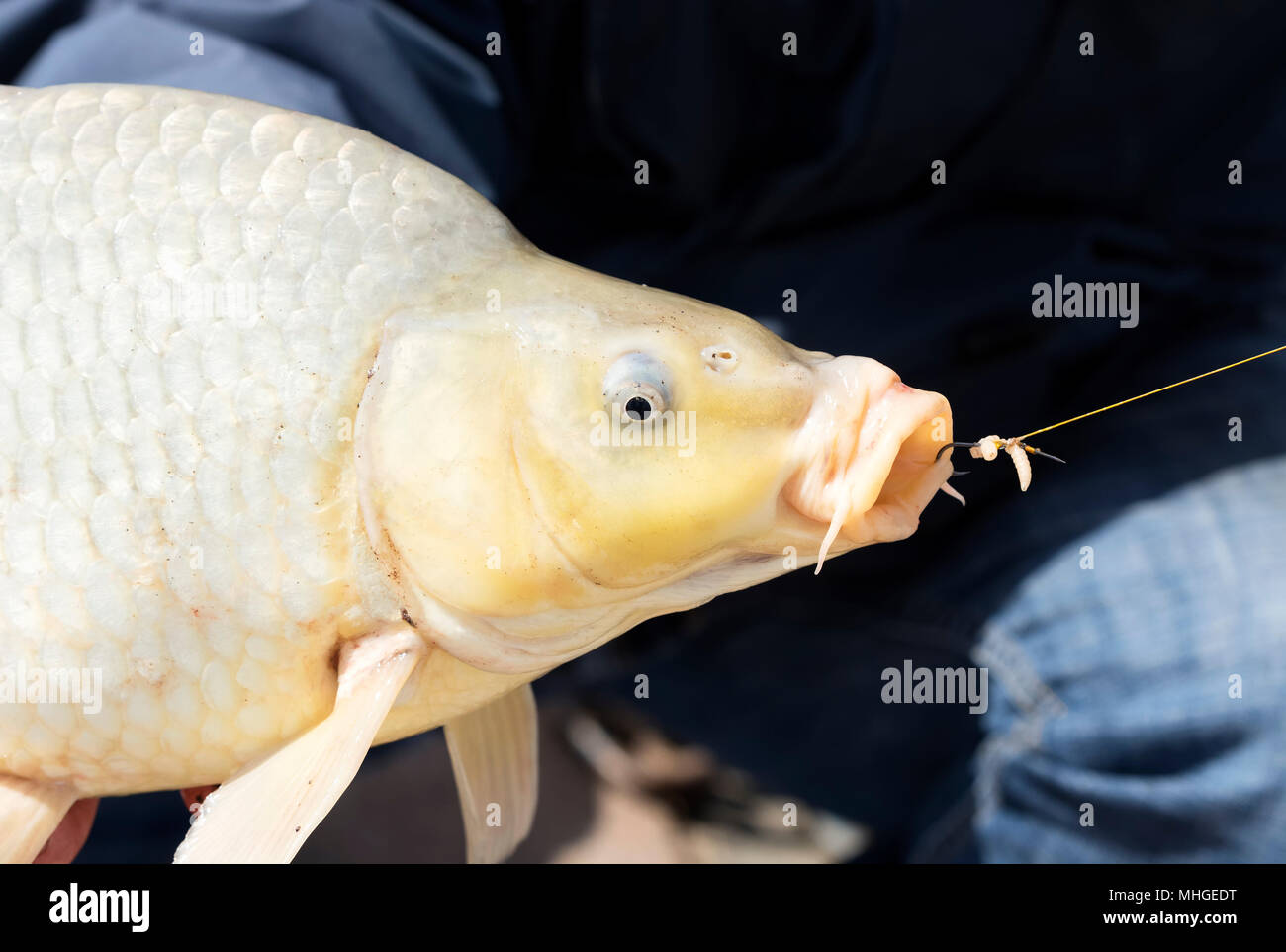 Carp from Lake Balaton, Hungary Stock Photo