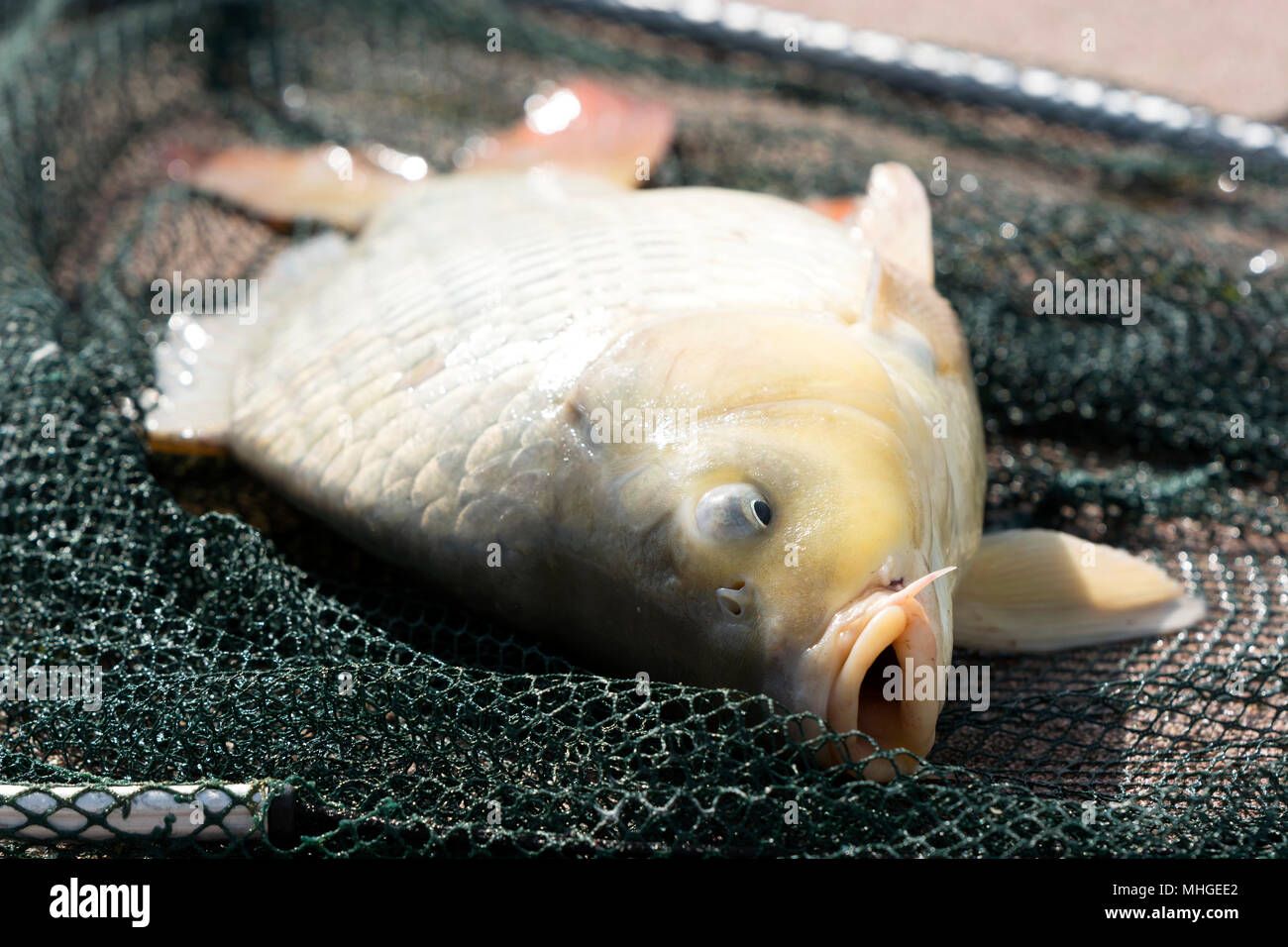 Carp from Lake Balaton, Hungary Stock Photo