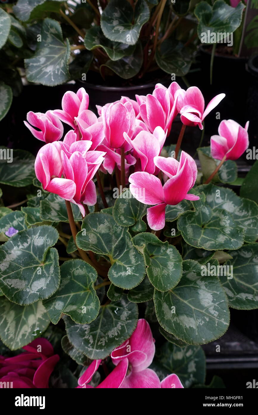 Close up of blooming Cyclamen persicum flowers with their ornamental leaves Stock Photo