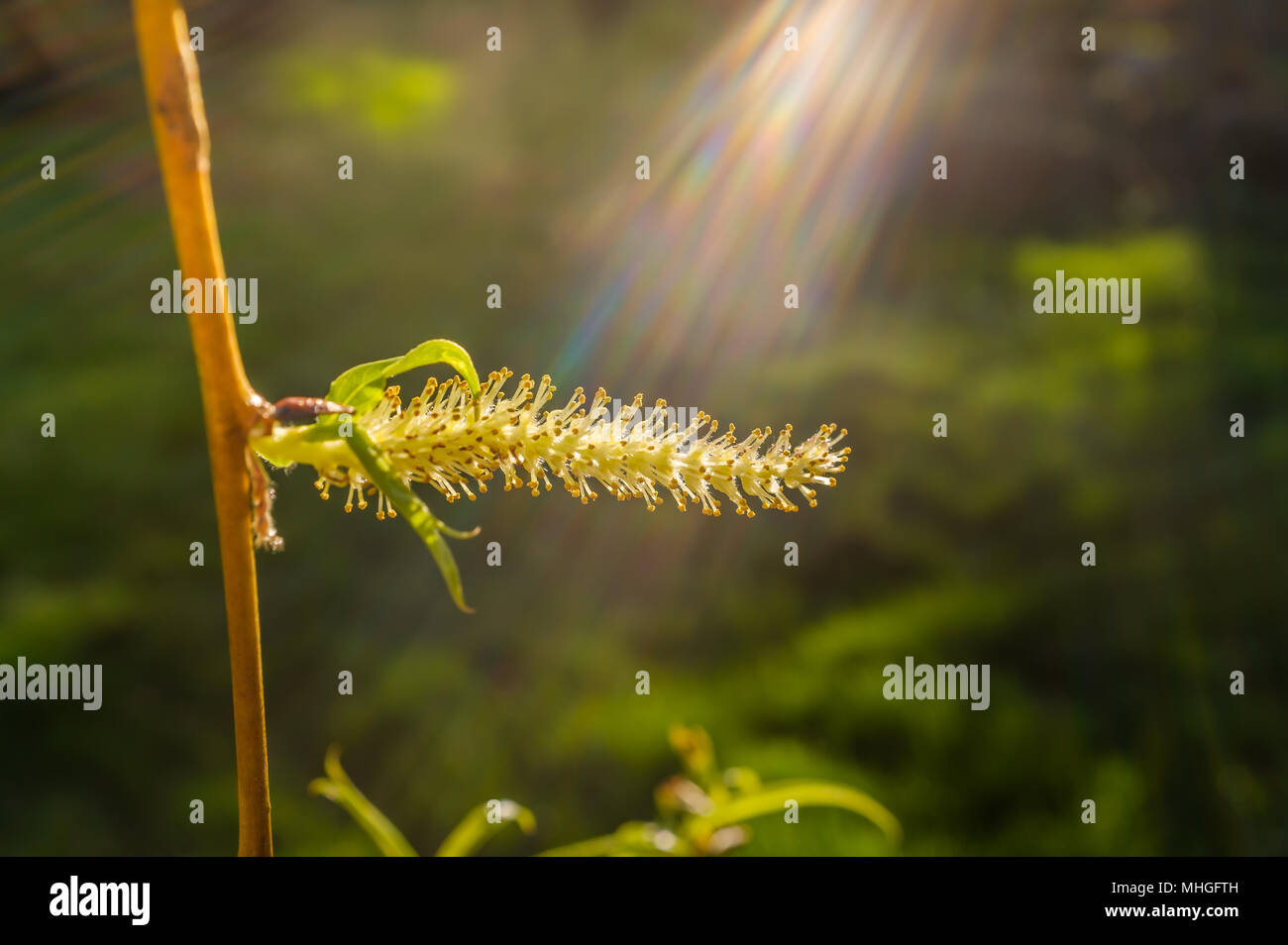 weeping willow catkin caught in a sun beam lens flare Stock Photo