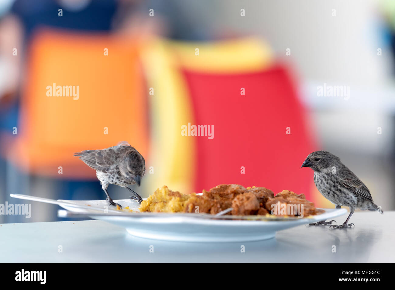 Bird eating food from a plate in the Seymour Airport terminal on Baltra Island, Galapagos Islands, Ecuador. Stock Photo