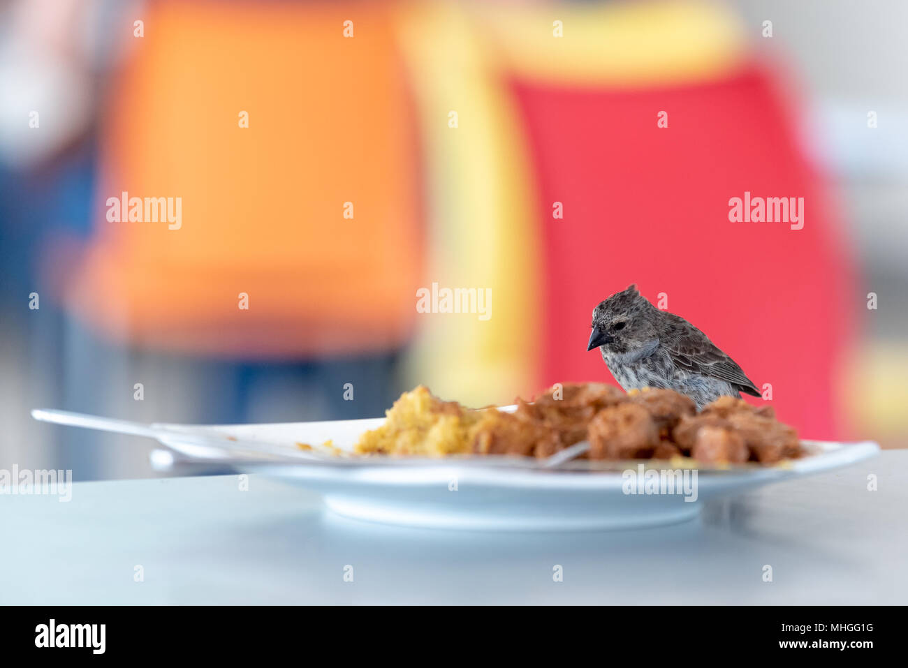 Bird eating food from a plate in the Seymour Airport terminal on Baltra Island, Galapagos Islands, Ecuador. Stock Photo