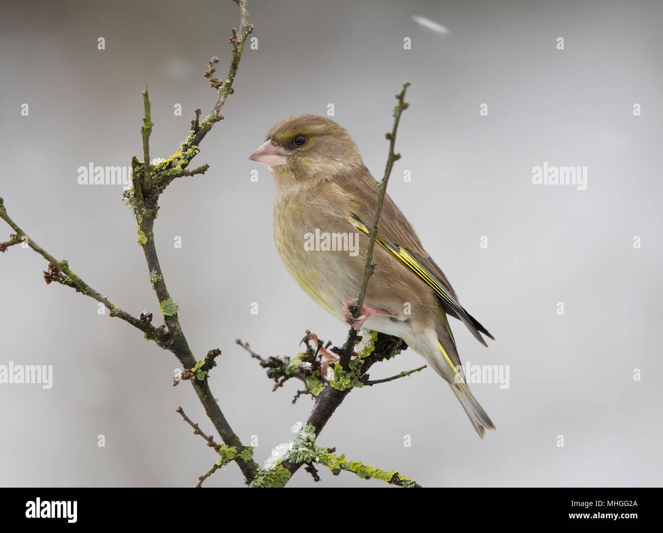 Female Greenfinch, Carduelis chloris, on a branch in winter Stock Photo