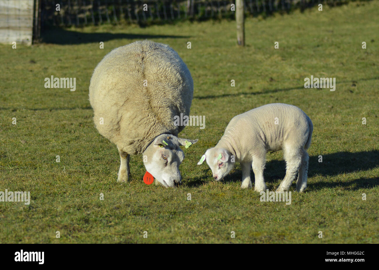 Texel sheep and littel lambs iat isle Texel, the Netherlands. Europe. Stock Photo