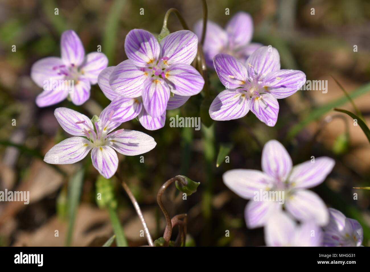 Dainty purple wildflowers, commonly called Eastern Spring Beauty, growing in a lawn in the early Spring of the year.  Claytonia Virginica Stock Photo