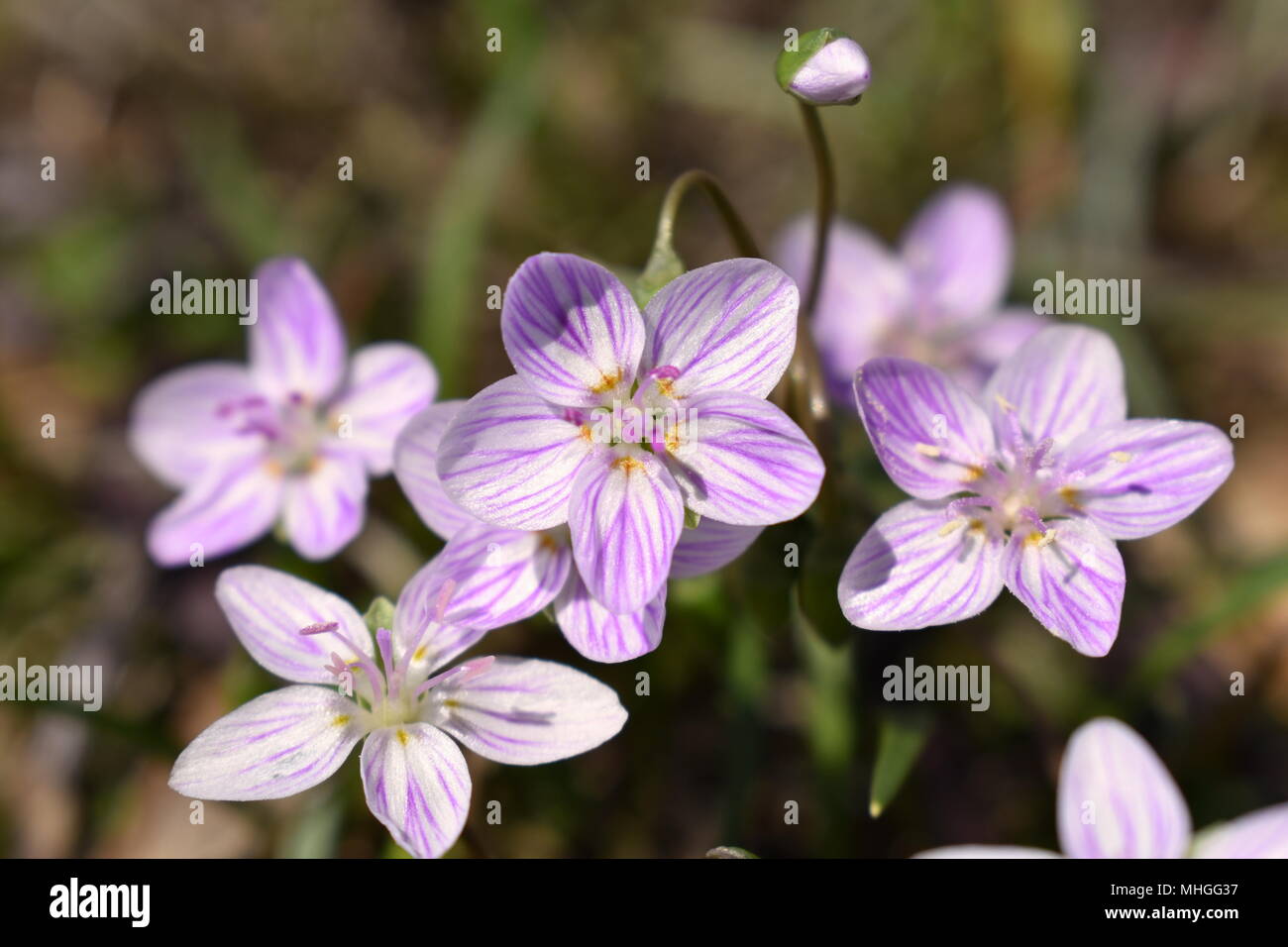 Dainty purple wildflowers, commonly called Eastern Spring Beauty, growing in a lawn in the early Spring of the year.  Claytonia Virginica Stock Photo