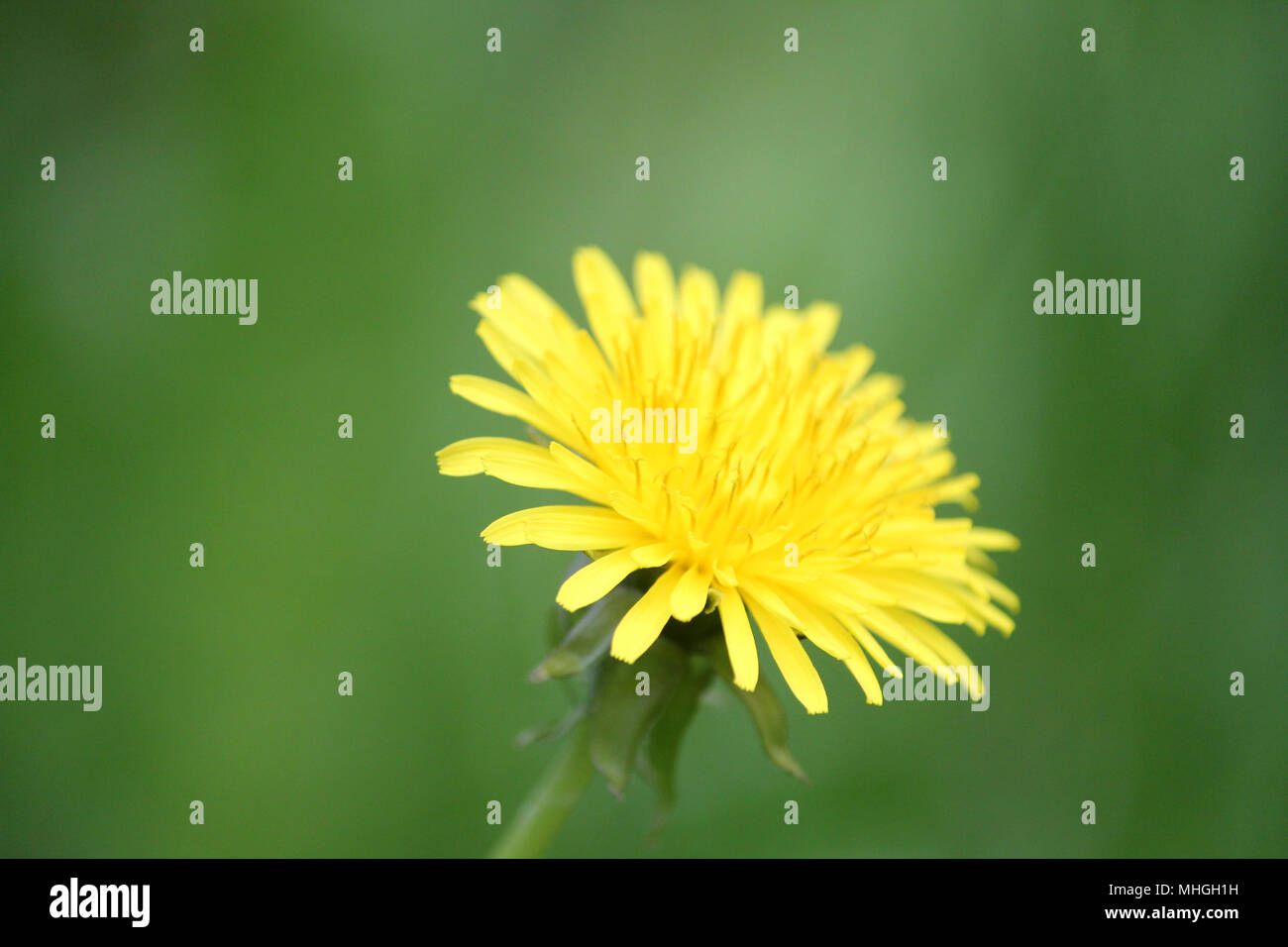 flowers im summer Stock Photo - Alamy