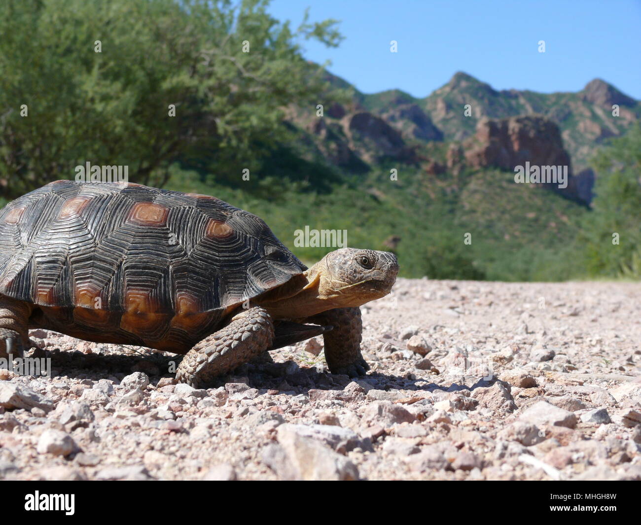 Sonora desert mexico hires stock photography and images Alamy