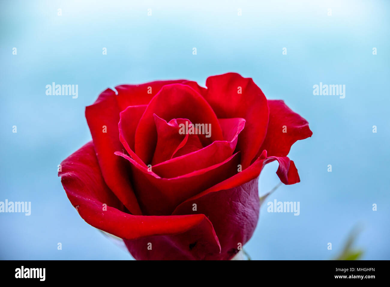 A Dark Red Rose Against A Light Blue Background Stock Photo