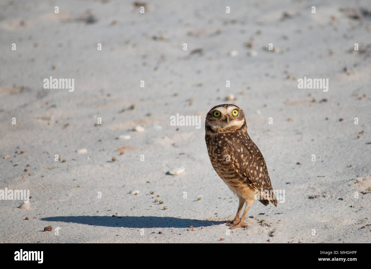 Burrowing owl. Bird isolated in its natural habitat. Stock Photo