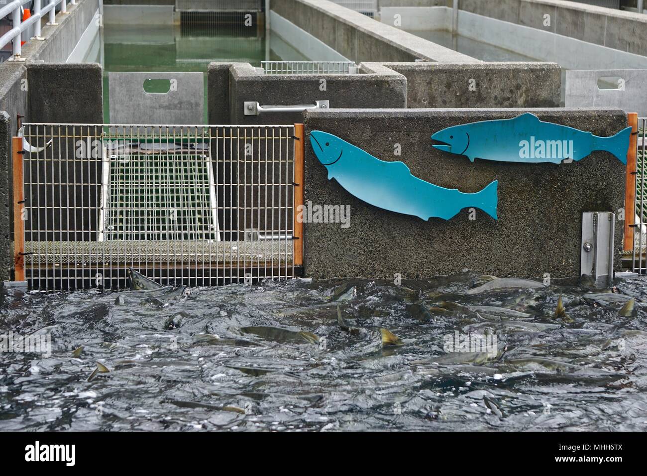 Juneau, Alaska, USA Outdoor hatchery tank at the Macaulay Salmon