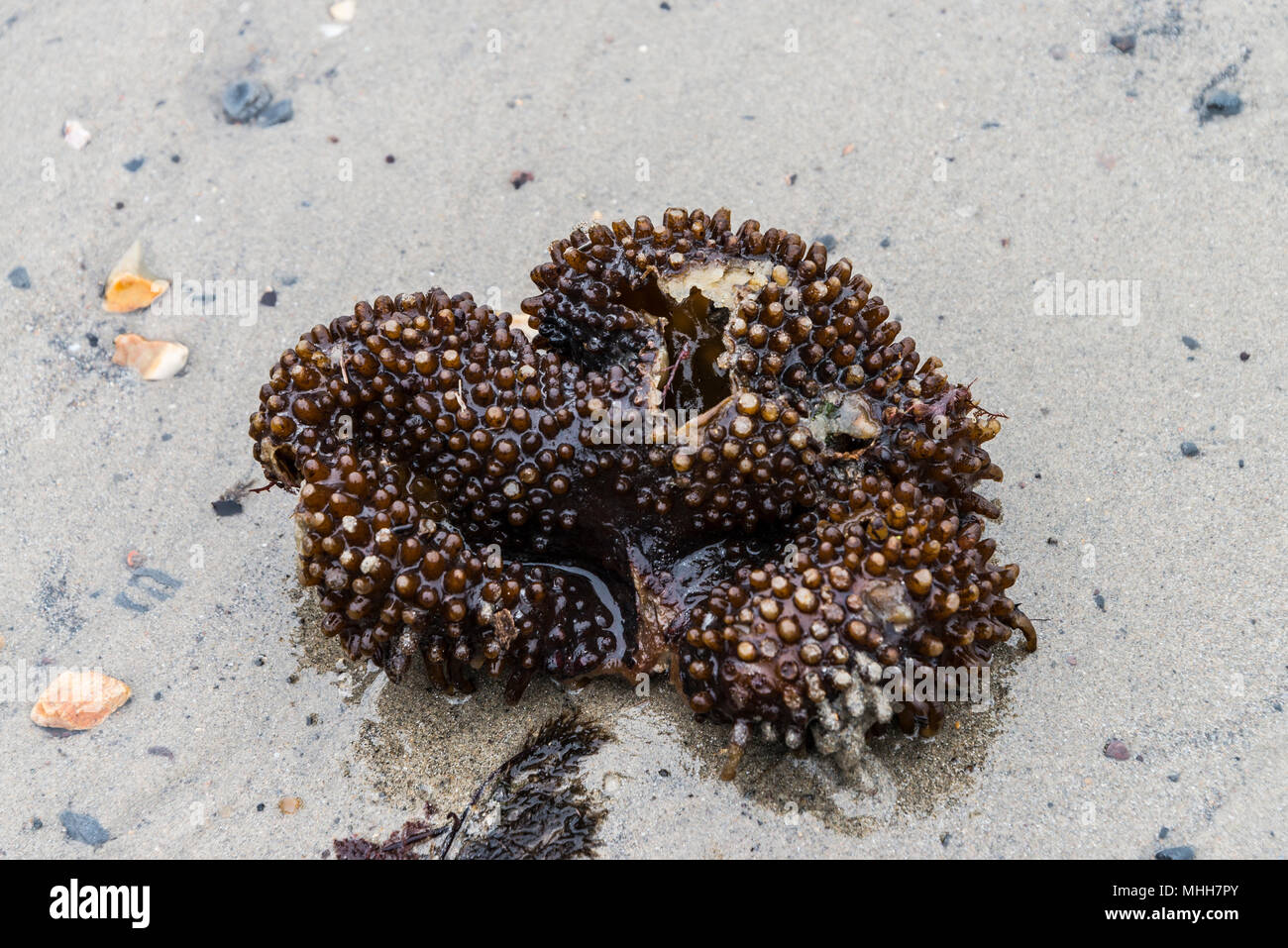 A holdfast of furbellow seaweed (Saccorhiza polyschides) washed up on Church Cliff Beach, Lyme Regis Stock Photo