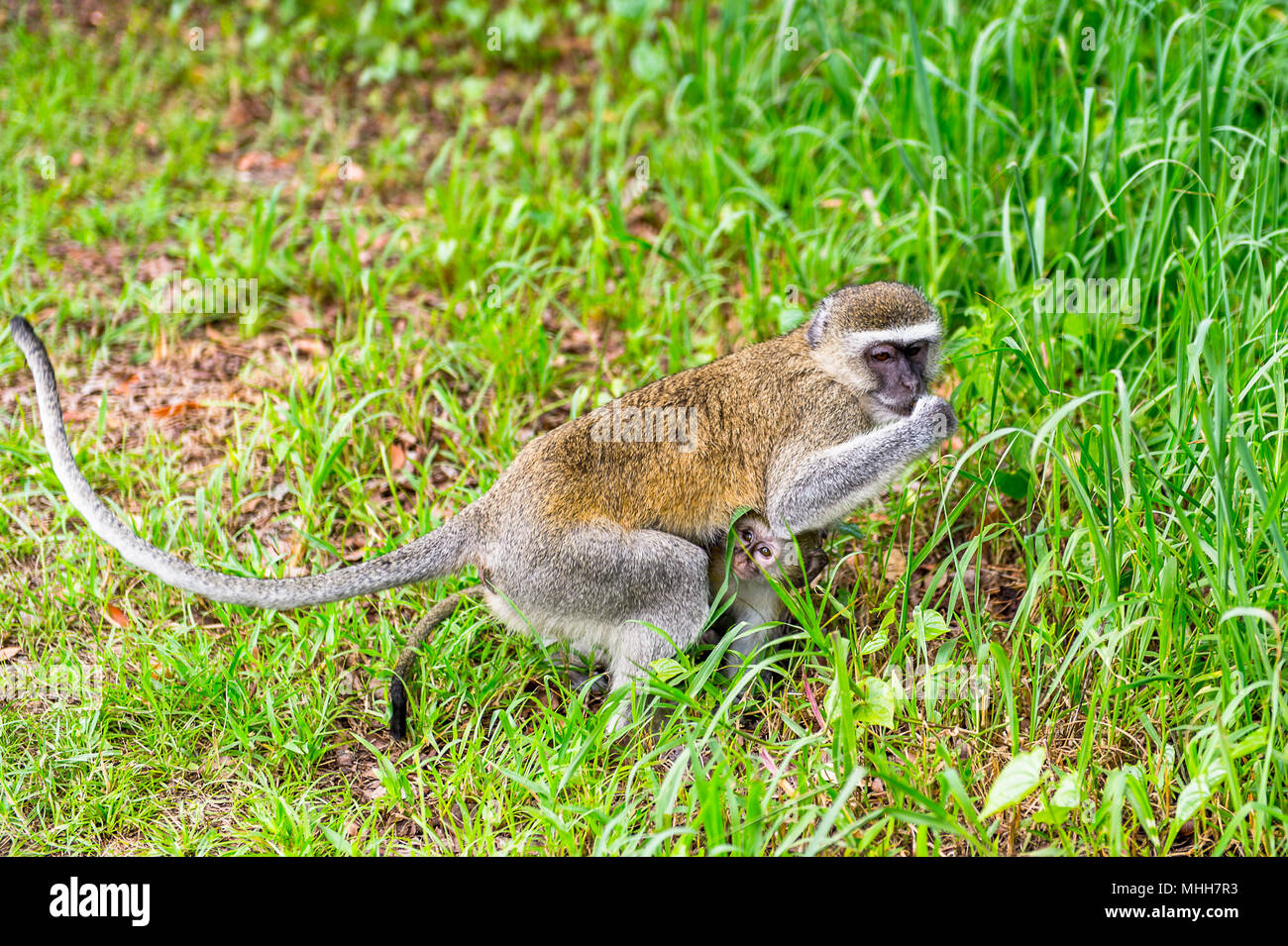 Monkey in Zimbabwe Stock Photo Alamy
