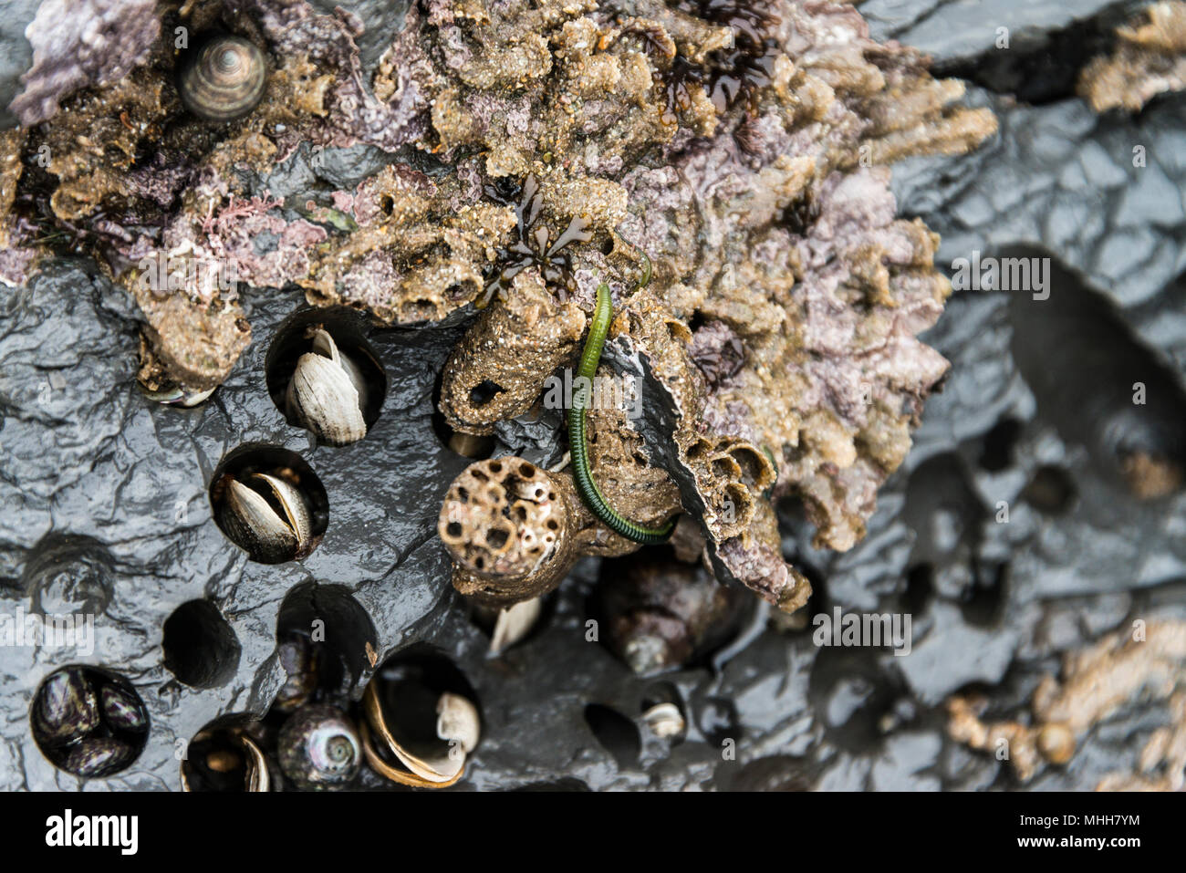 A green-leaf worm (Eulalia viridis) on rocks containing piddocks (Pholadidae sp.) in their bore holes Stock Photo