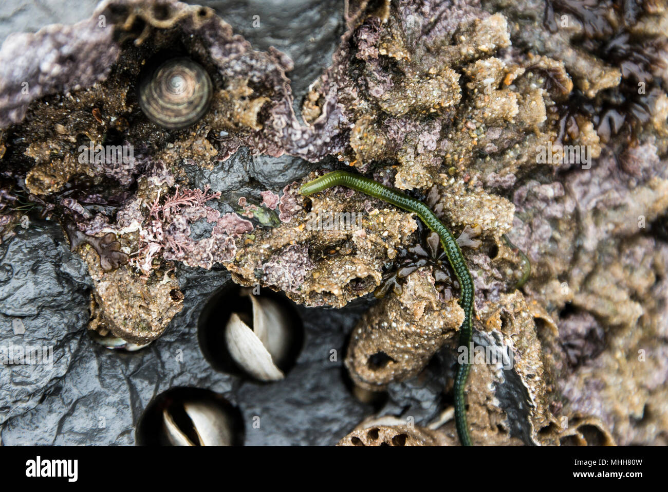 A green-leaf worm (Eulalia viridis) on rocks containing piddocks (Pholadidae sp.) in their bore holes Stock Photo