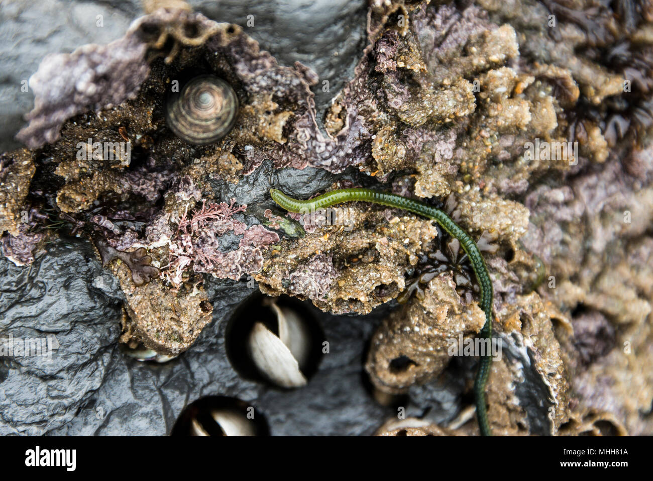 A green-leaf worm (Eulalia viridis) on rocks containing piddocks (Pholadidae sp.) in their bore holes Stock Photo