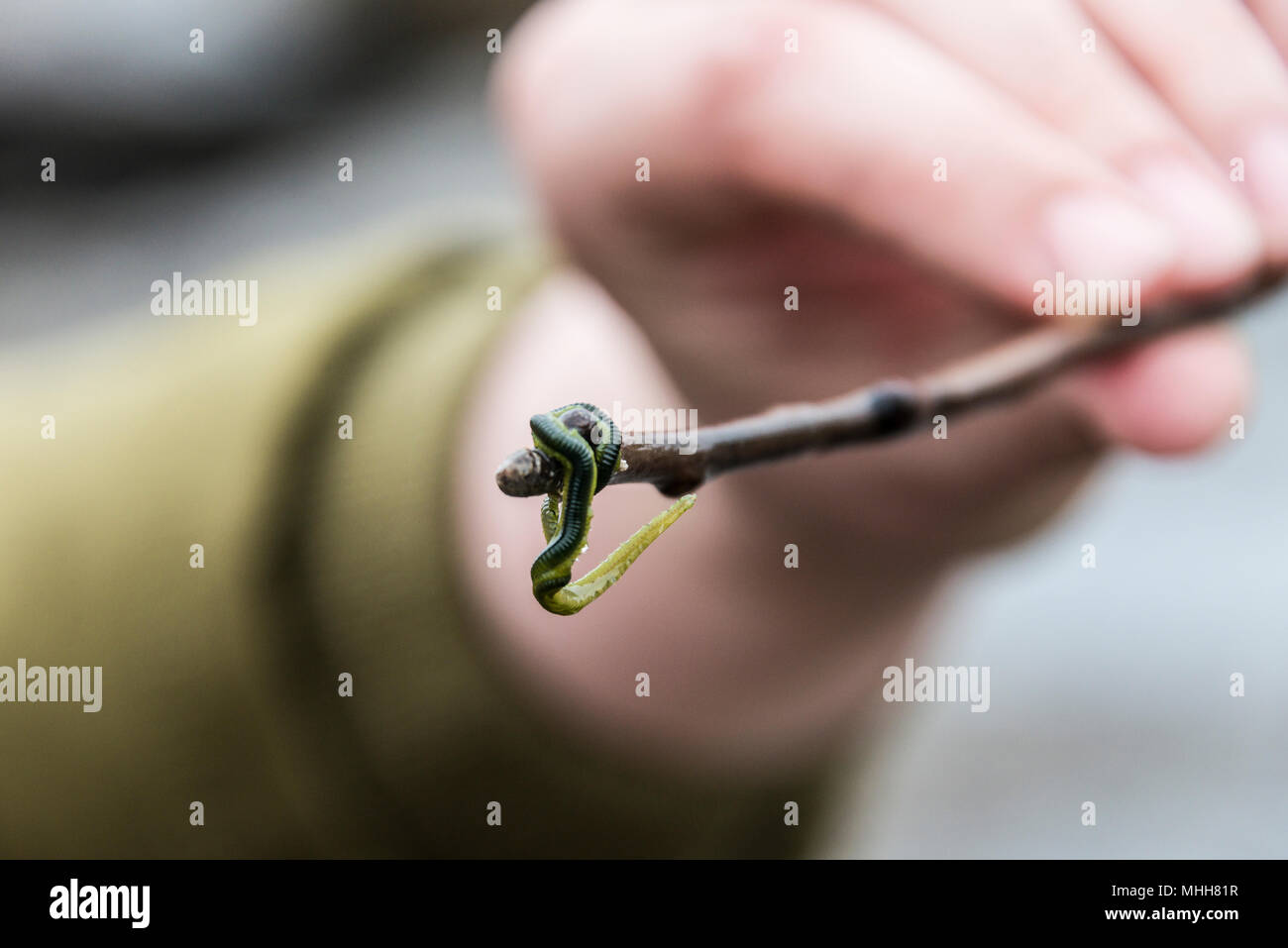 A green-leaf worm (Eulalia viridis) on the end of a stick held in a hand Stock Photo