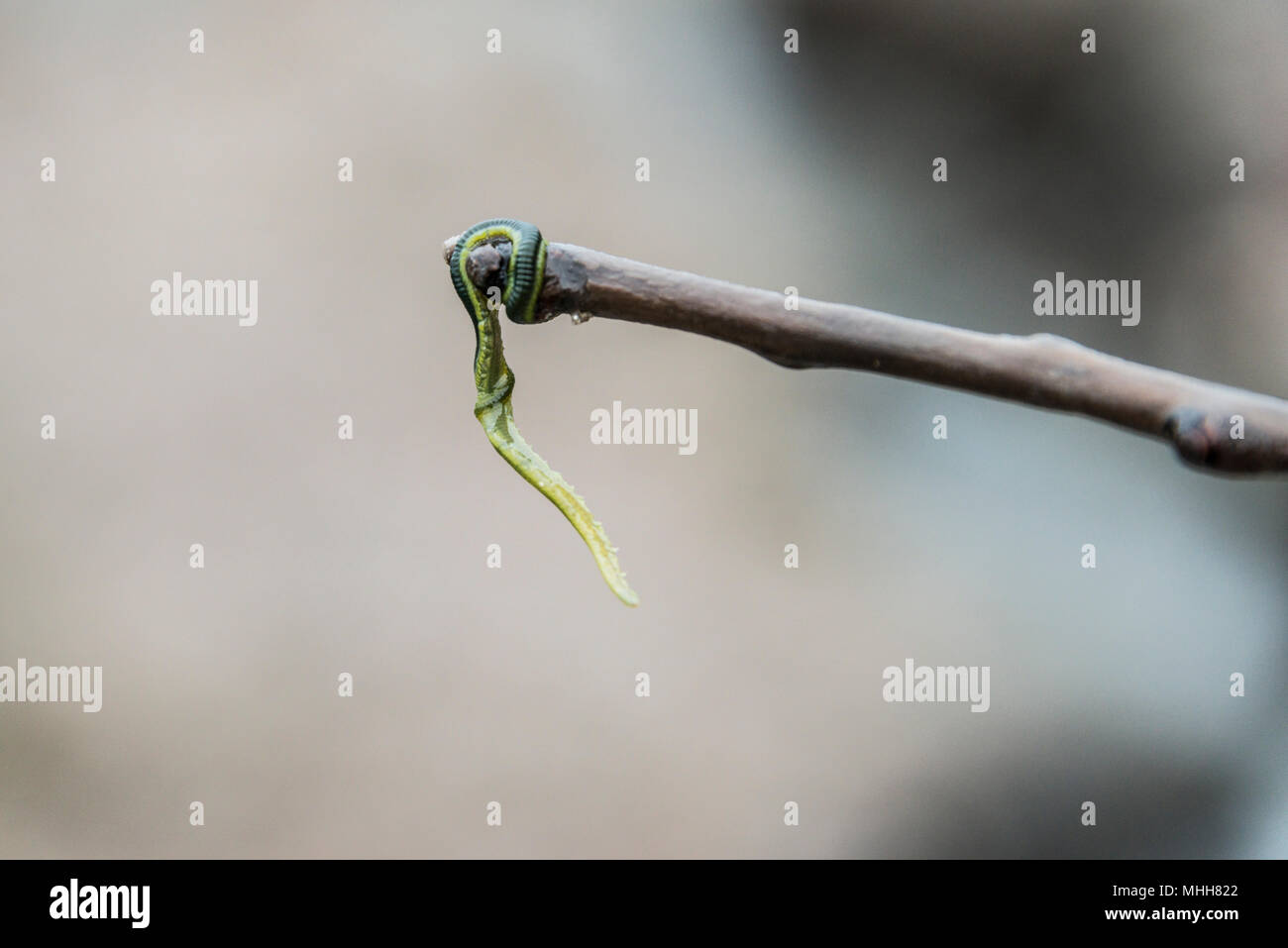 A green-leaf worm (Eulalia viridis) on the end of a stick Stock Photo