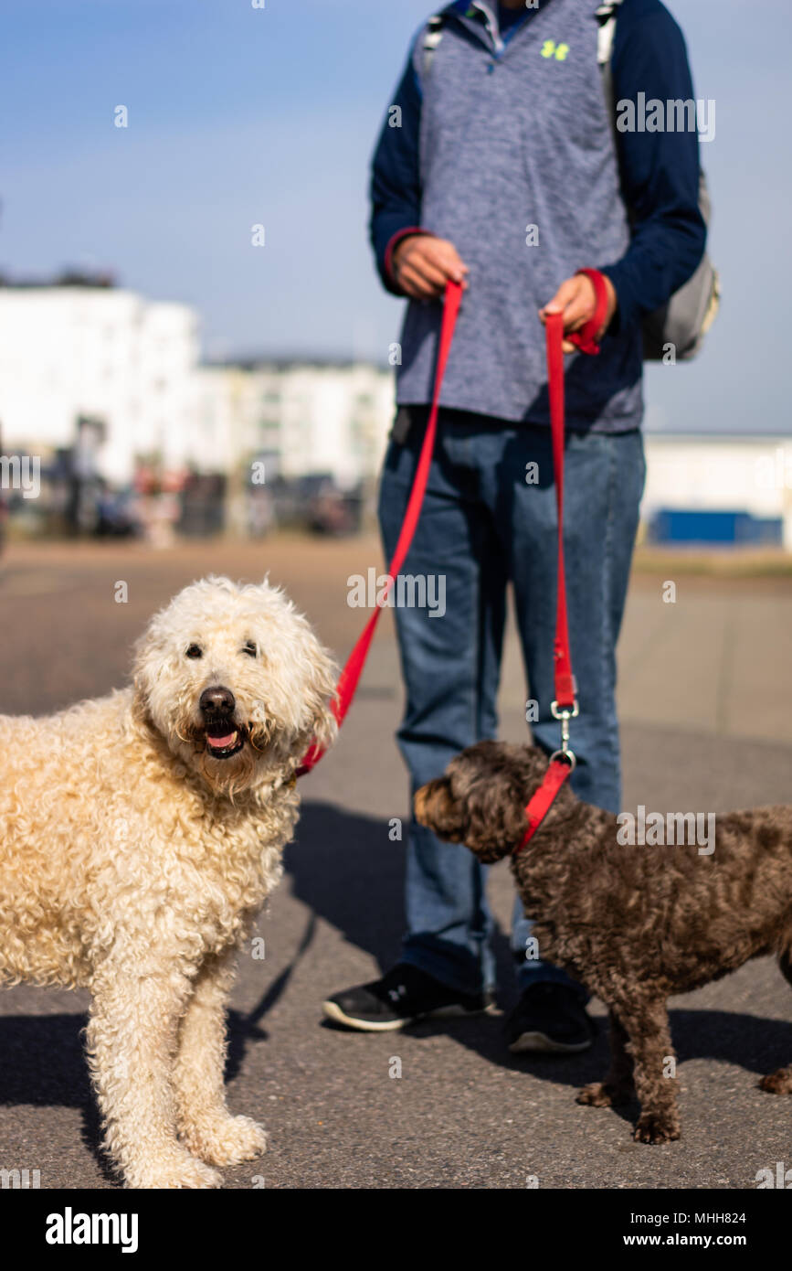 A young man walking two dogs, a labradoodle and a cockerpoo along the seafront in Worthing West Sussex, England in Springtime Stock Photo