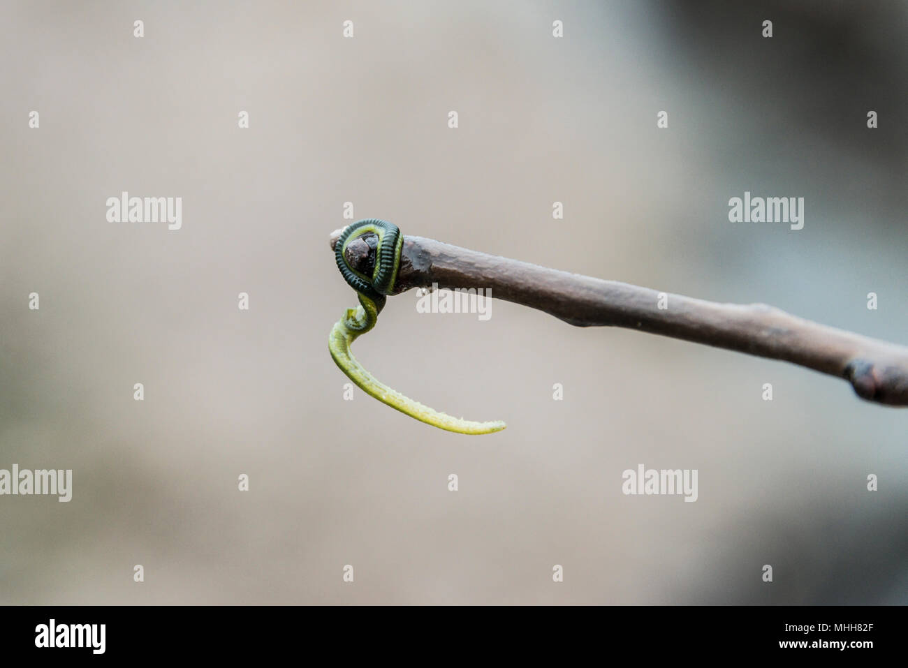 A green-leaf worm (Eulalia viridis) on the end of a stick Stock Photo