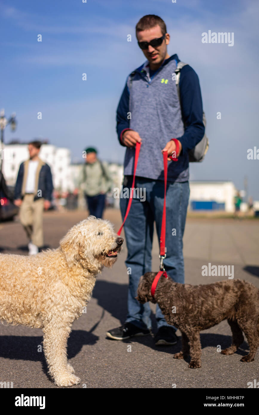 A young man walking two dogs, a labradoodle and a cockerpoo along the seafront in Worthing West Sussex, England in Springtime Stock Photo