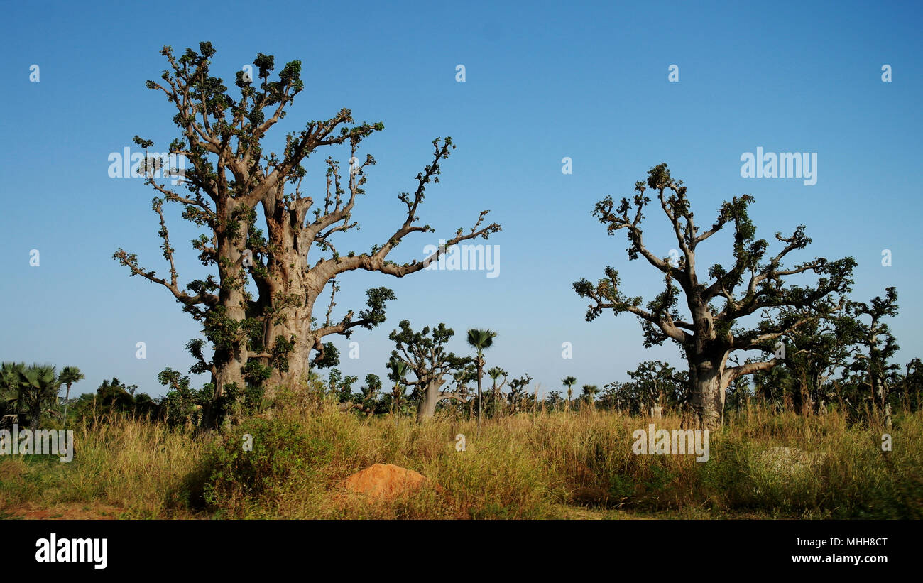 Landscape with giant Baobab forest, Dakar, Senegal Stock Photo