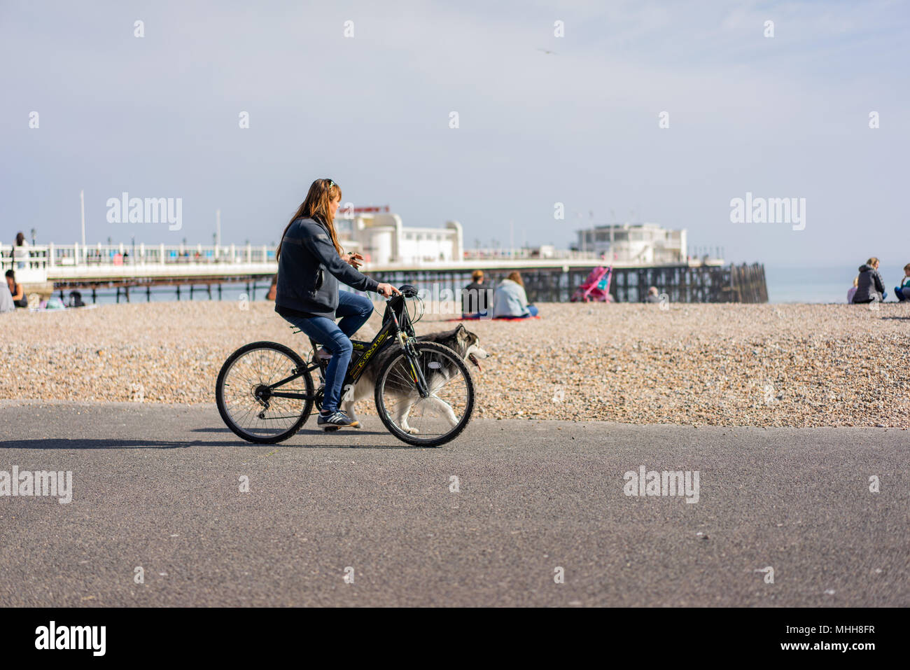 Female riding bike walking her Malamute dog on Worthing seafront Stock Photo