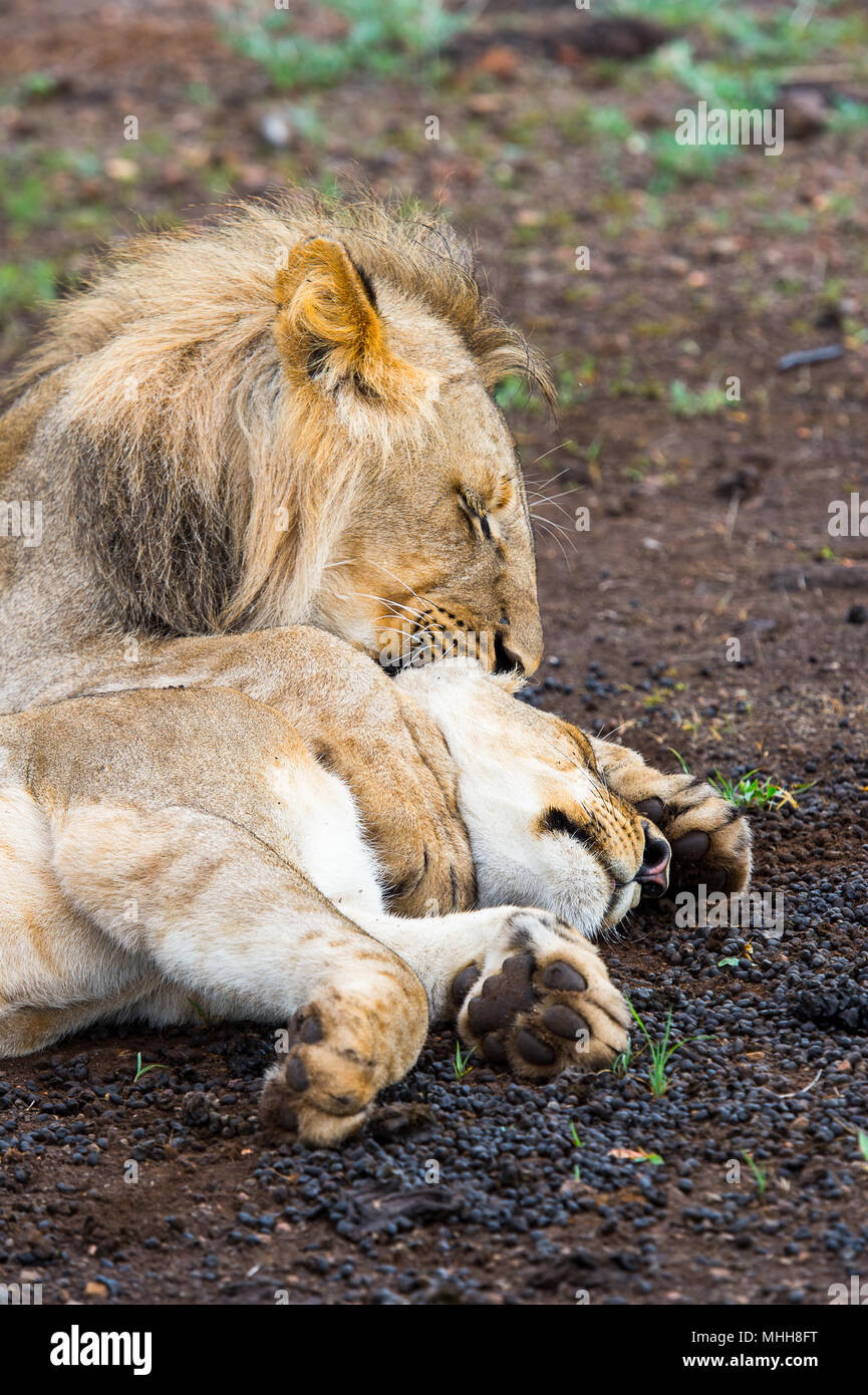 Kisses Lion High Resolution Stock Photography and Images - Alamy