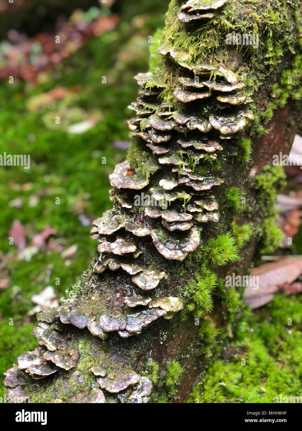 Tree Fungi Growing on Woodland Tree Stump Stock Photo