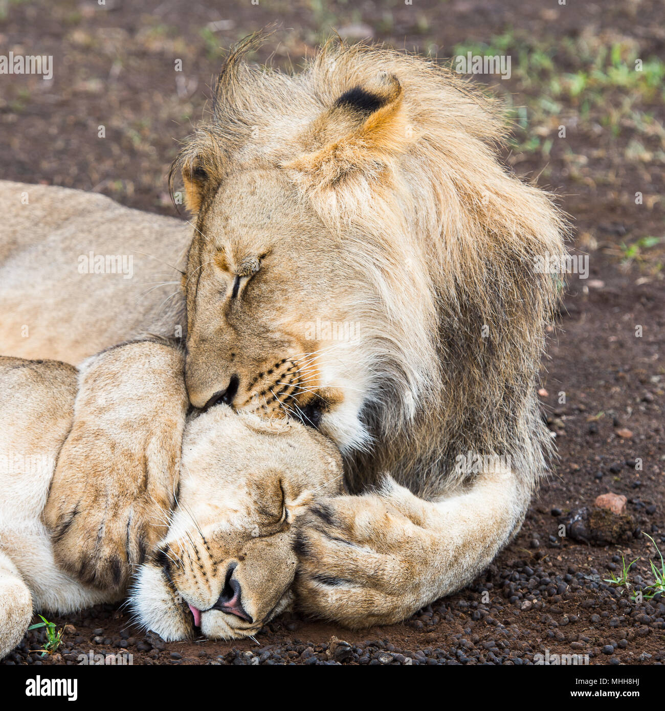 Lion kisses his wife lioness on the ground in Zimbabwe, Africa Stock Photo  - Alamy