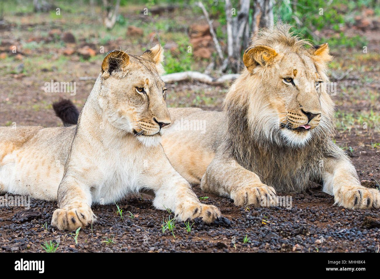 Lion And Lioness Play Together On The Ground In Zimbabwe Africa Stock lion-and-lioness-play-together-on-the-ground-in-zimbabwe-africa-stock