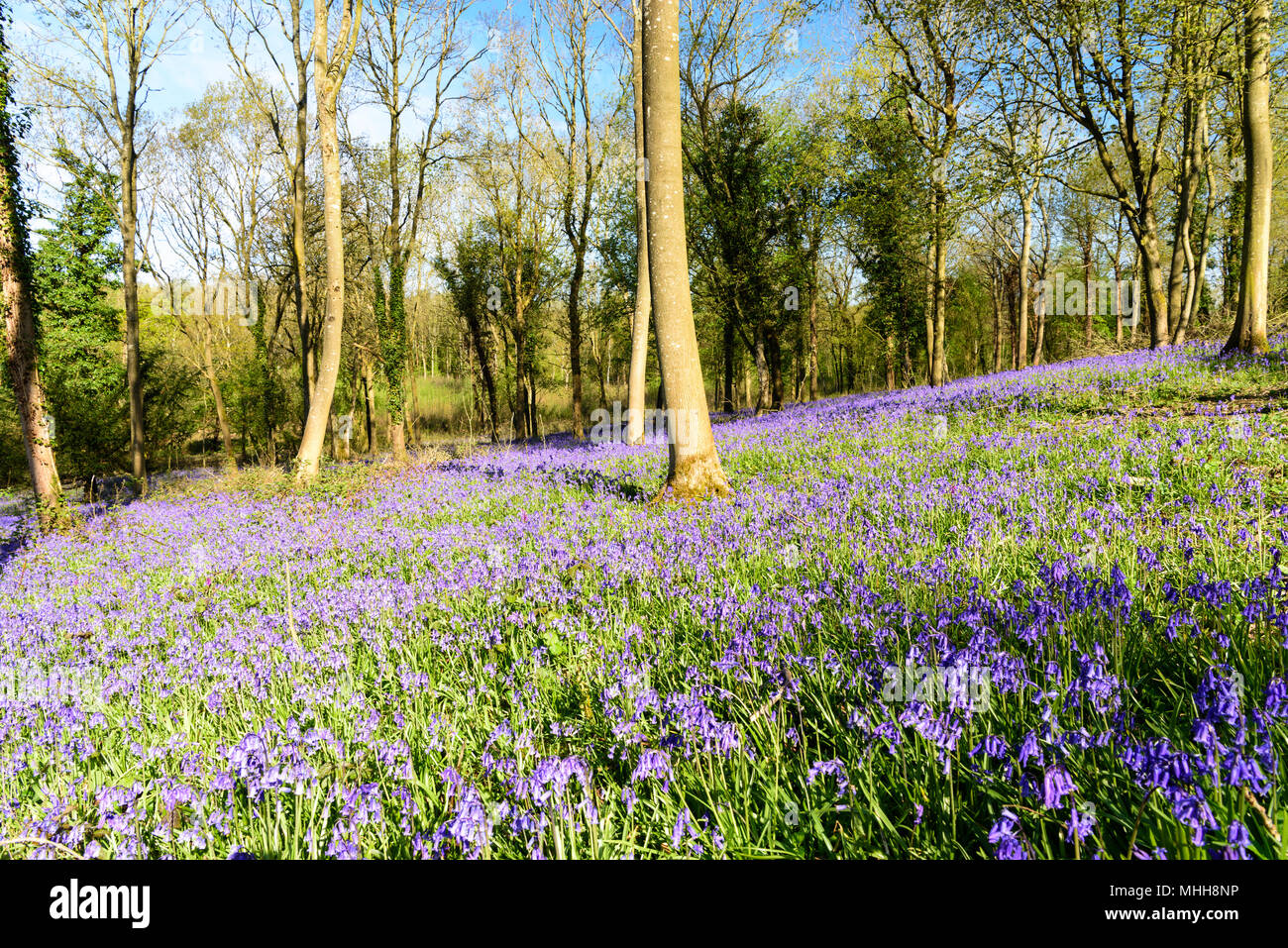 Wild spring flowers hi-res stock photography and images - Alamy
