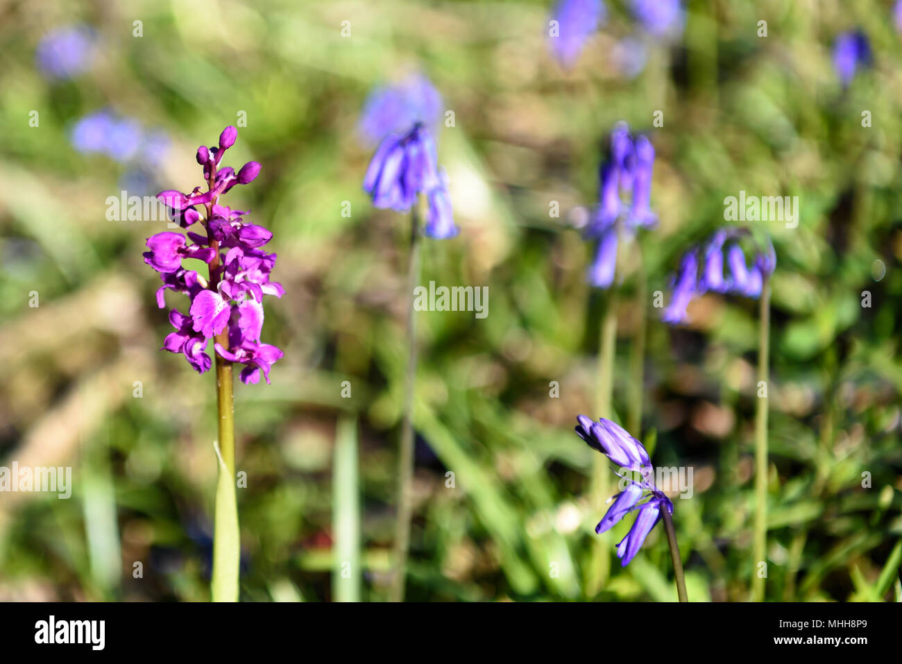 Purple wild flowers hi-res stock photography and images - Alamy