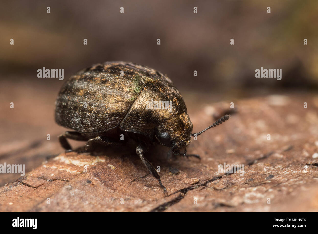 Pill Beetle (Cytilus sericeus) resting on the ground in woodland habitat. Tipperary, Ireland Stock Photo