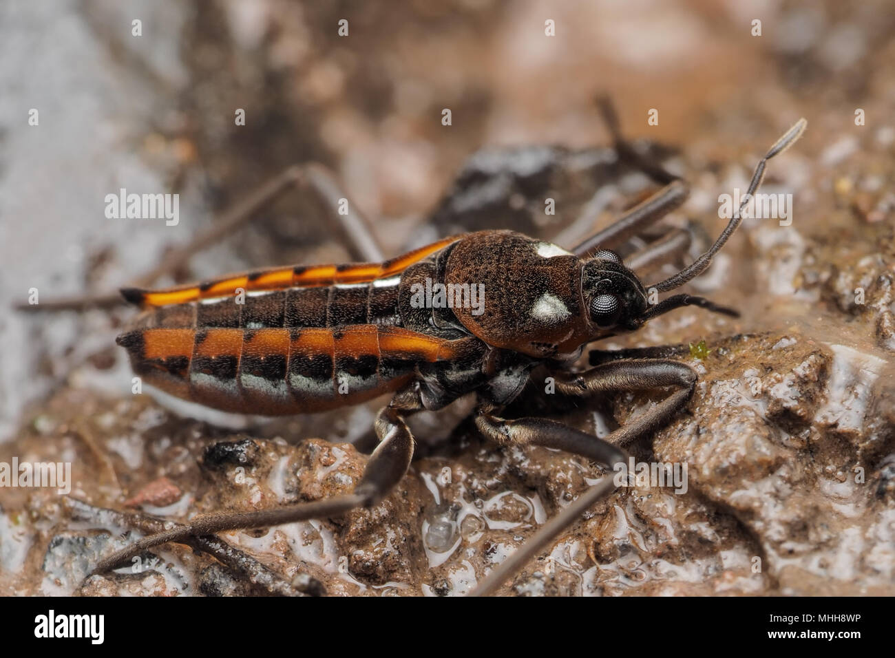 Water Cricket (Velia caprai) side view of specimen beside a woodland