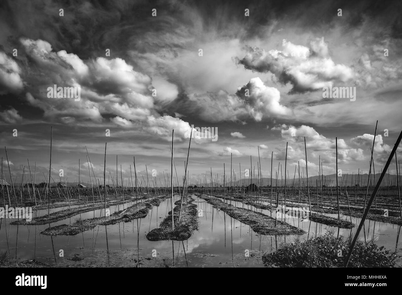 Moody landscape monochrome view of floating gardens on Inle lake, Myanmar Stock Photo